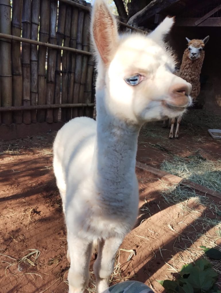 BABY-BOOM AGITA PARQUE ECOLÓGICO DE SÃO CARLOS