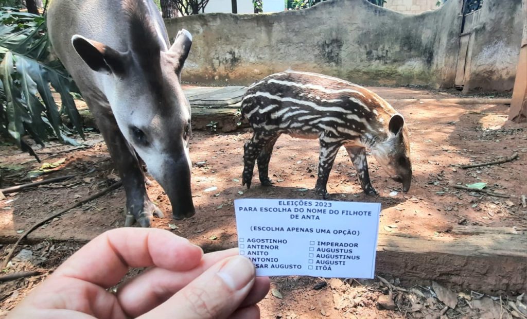 PARQUE ECOLÓGICO REALIZA ELEIÇÃO PARA ESCOLHER O NOME DO FILHOTE DE ANTA