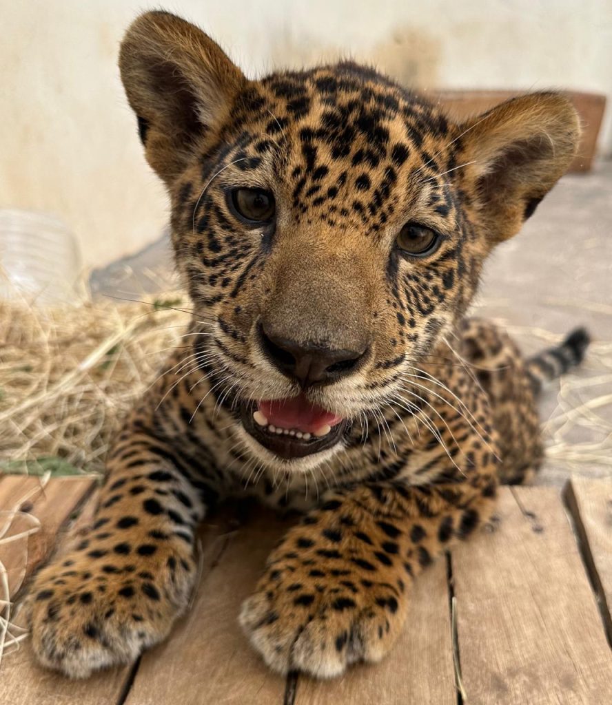 PARQUE ECOLÓGICO PERMANECE ABERTO DURANTE TODO O FERIADÃO