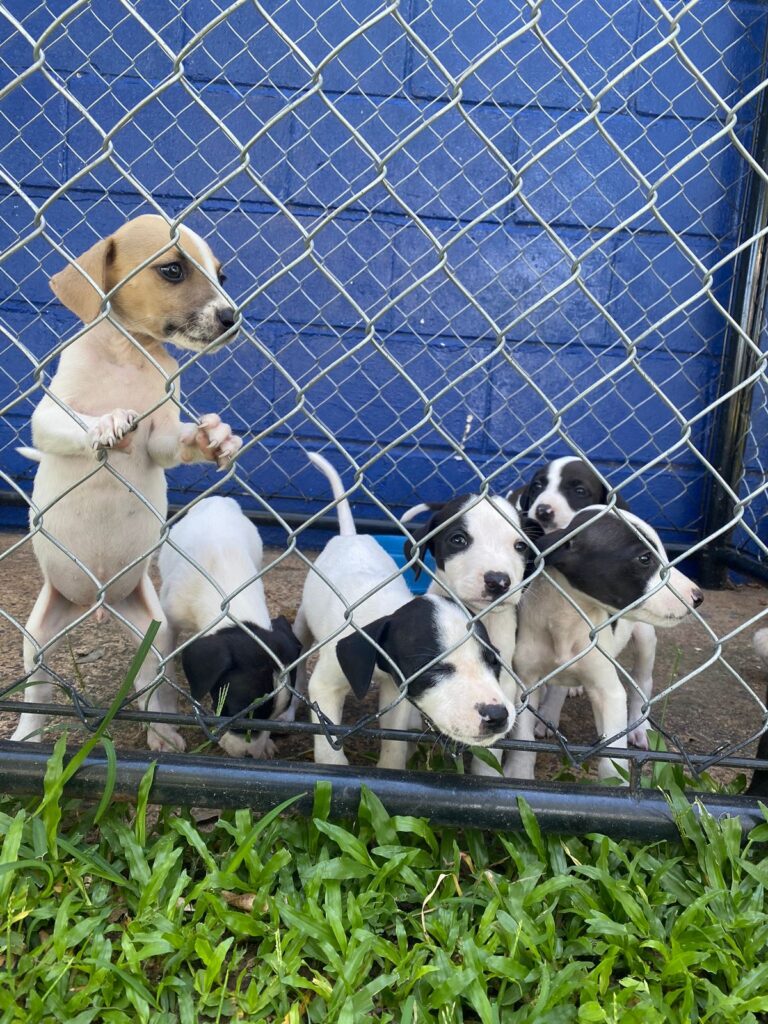 AGRICULTURA REALIZA MAIS UMA FEIRA DE ADOÇÃO ANIMAL NESTE FINAL DE SEMANA