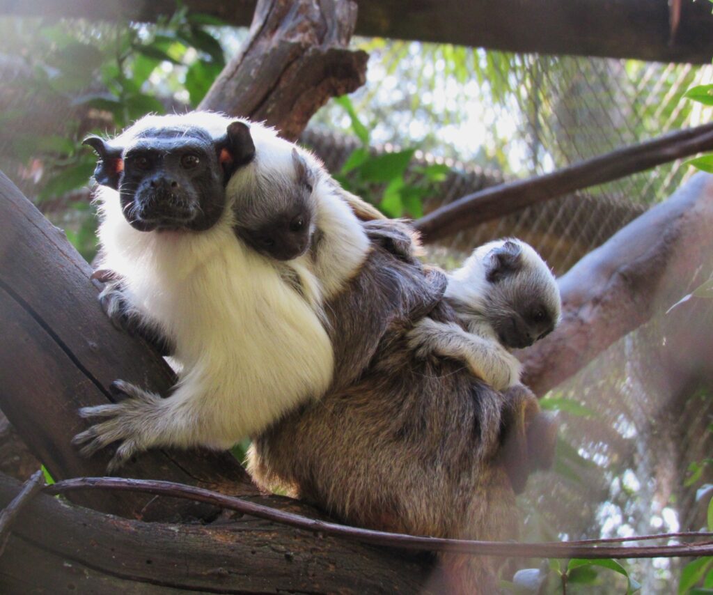 NASCE NO PARQUE ECOLÓGICO UM DOS PRIMATAS MAIS AMEAÇADOS DO MUNDO