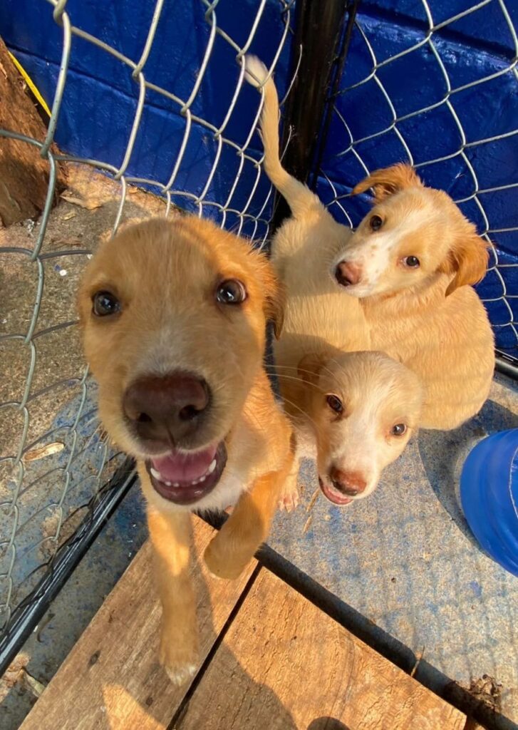 CANIL MUNICIPAL VAI REALIZAR AS PRIMEIRAS FEIRAS DE ADOÇÃO DE PETS DE 2025