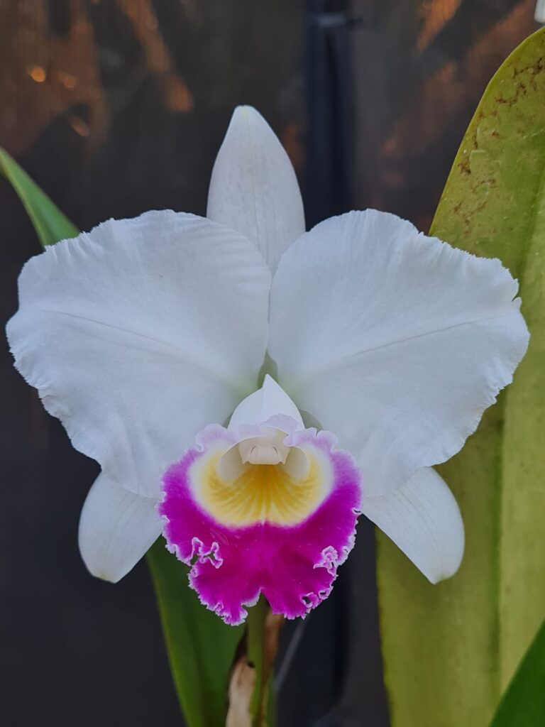 60ª EXPOSIÇÃO NACIONAL DE ORQUÍDEAS COMEÇA NA SEXTA-FEIRA