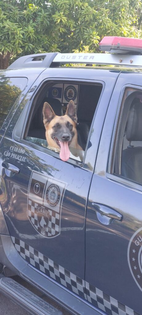 CADELA ÍNDIA AUXILIA GUARDA MUNICIPAL NA APREENSÃO DE QUASE 9 KG DE DROGAS NO PRIMEIRO SEMESTRE