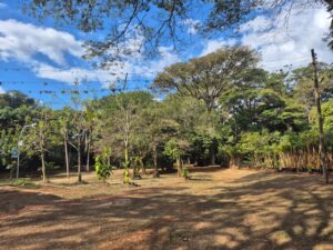 ECOVIAS E PREFEITURA FIRMAM PARCERIA PARA REAPROVEITAMENTO AMBIENTAL DE SEMENTES E MUDAS