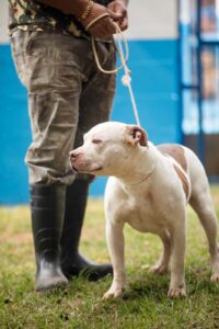 18ª FEIRA DE ADOÇÃO PET ACONTECE DIA 8 DE NOVEMBRO NO CANIL MUNICIPAL