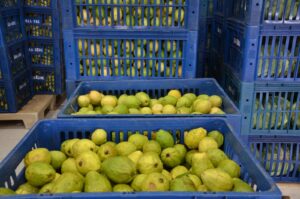 SÃO CARLOS INVESTE MAIS DE R$ 4 MILHÕES NA AGRICULTURA FAMILIAR