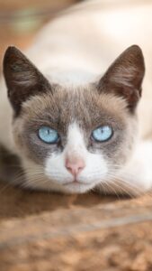 PREFEITURA PROMOVE FEIRA DE ADOÇÃO COM MAIS DE 260 ANIMAIS NESTE SÁBADO EM SÃO CARLOS