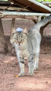 CANIL MUNICIPAL REALIZA FEIRA DE ADOÇÃO DE CÃES E GATOS NO PRÓXIMO SÁBADO