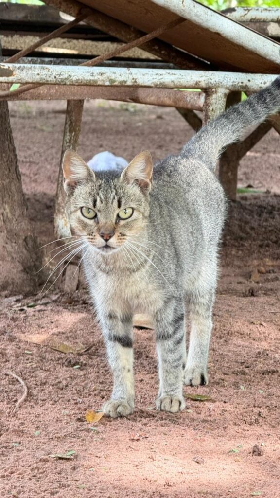 CANIL MUNICIPAL REALIZA FEIRA DE ADOÇÃO DE CÃES E GATOS NO PRÓXIMO SÁBADO
