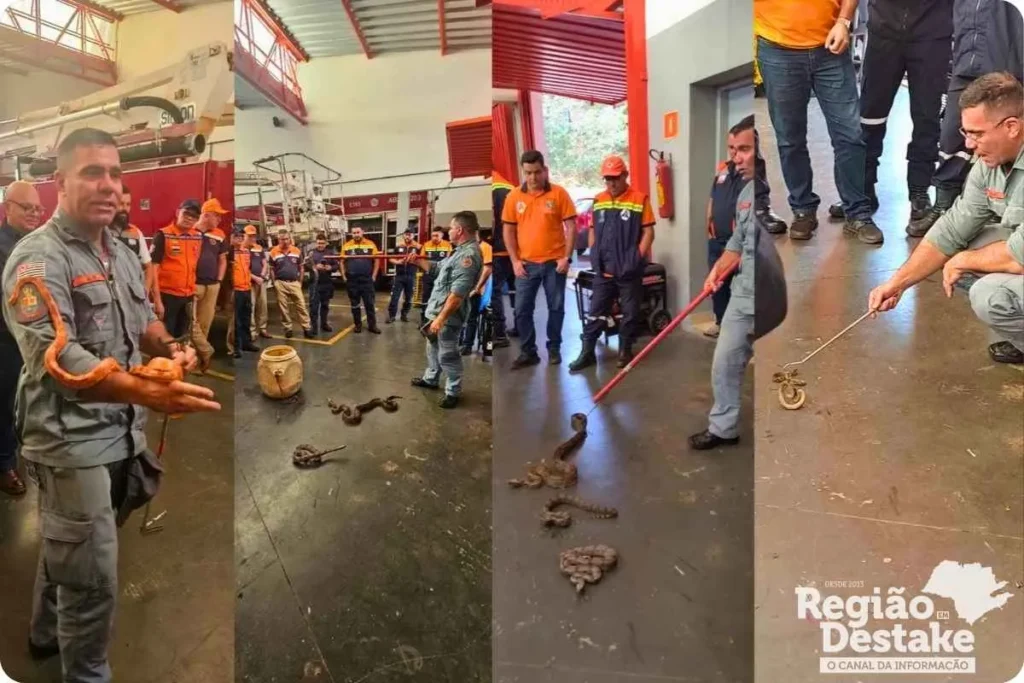 Defesa Civil de Ibaté se capacita em manejo de animais silvestres em situação de risco